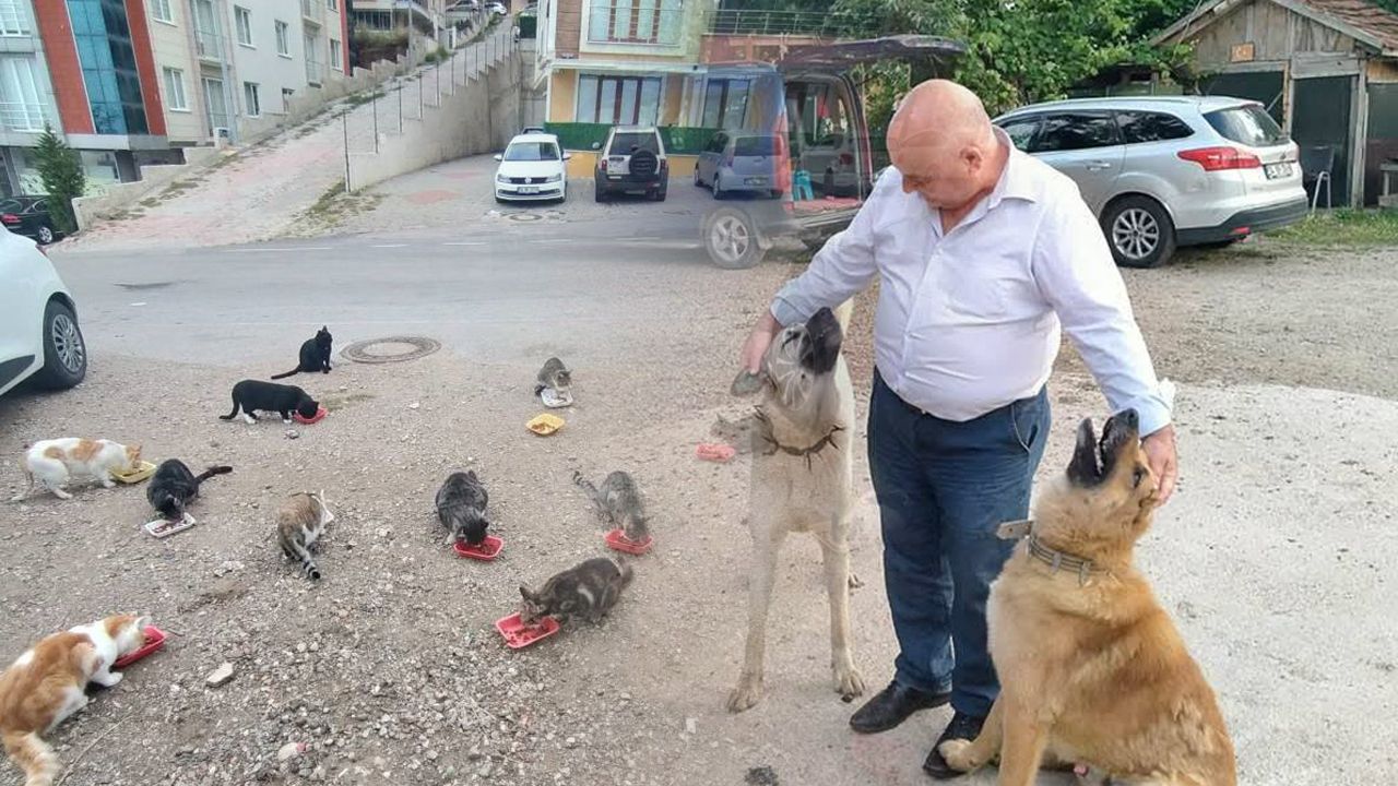 kenanaralsokakhayvanlari