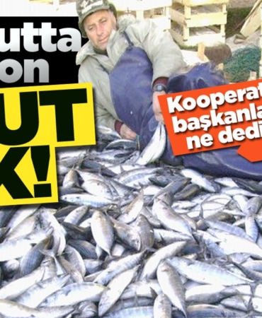 kooperatifbalikcilar