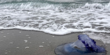 mavi-denizanalari-sahile-vurdu