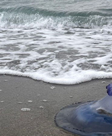 mavi-denizanalari-sahile-vurdu