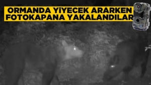 ormanda-yiyecek-arayan-ayi-ve-domuz-fotokapana-yakalanadi
