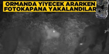ormanda-yiyecek-arayan-ayi-ve-domuz-fotokapana-yakalanadi