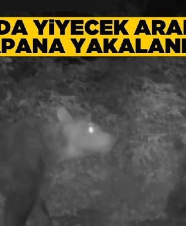 ormanda-yiyecek-arayan-ayi-ve-domuz-fotokapana-yakalanadi
