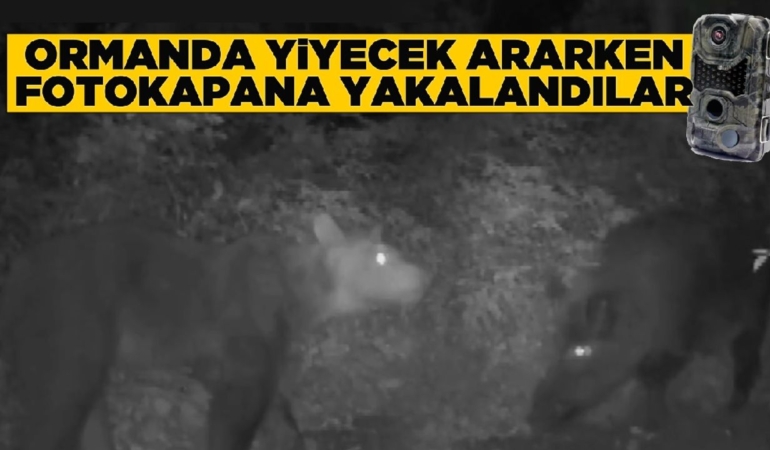 ormanda-yiyecek-arayan-ayi-ve-domuz-fotokapana-yakalanadi