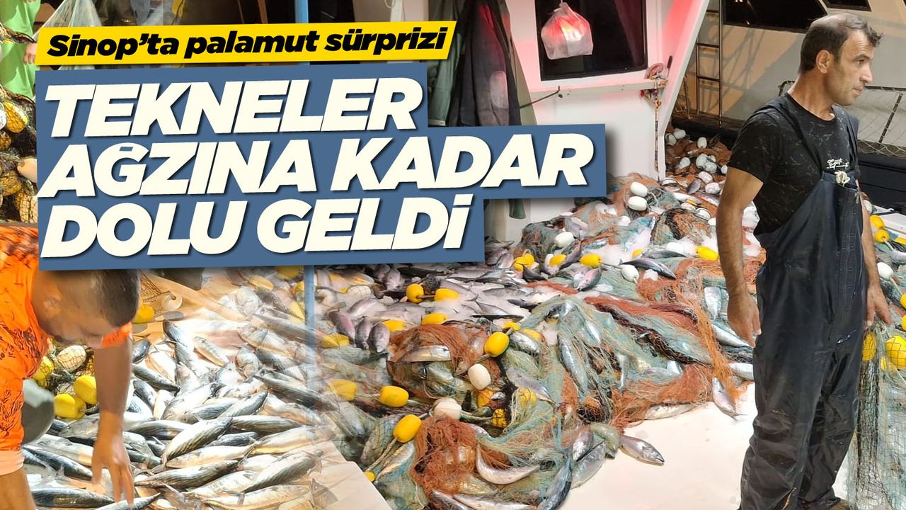 palamut23987236
