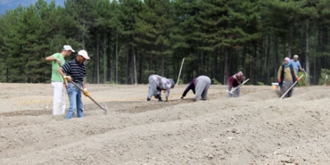 safran-soganlari-toprakla-bulusuyor