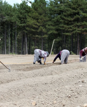 safran-soganlari-toprakla-bulusuyor