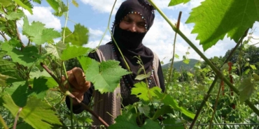 salamura-yaprak-dondan-etkilenmedi