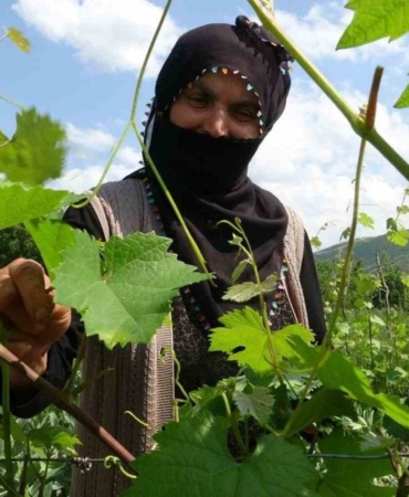 salamura-yaprak-dondan-etkilenmedi