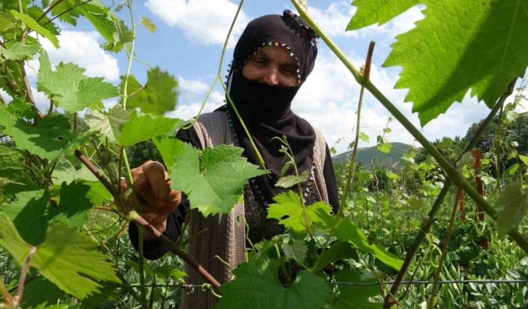 Salamura yaprak dondan etkilenmedi