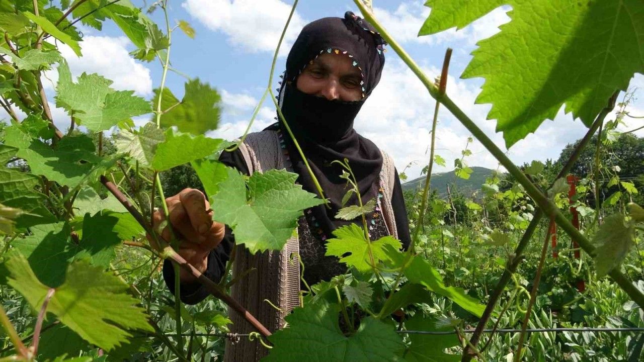 salamura-yaprak-dondan-etkilenmedi