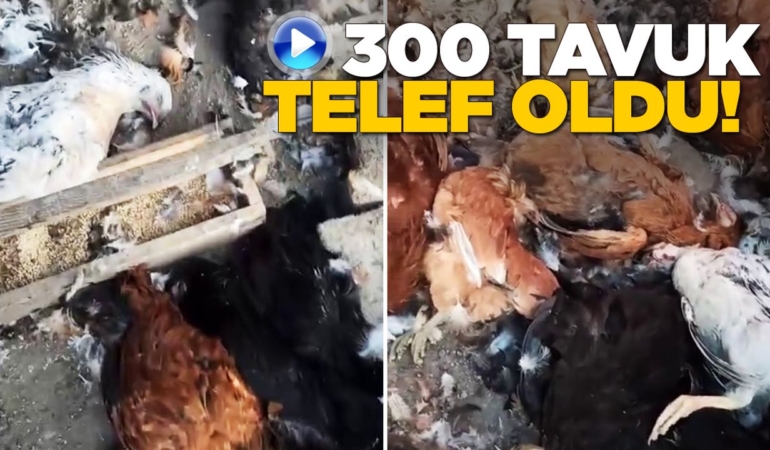 Sinop’ta hayvan saldırısı: 300 tavuk telef oldu