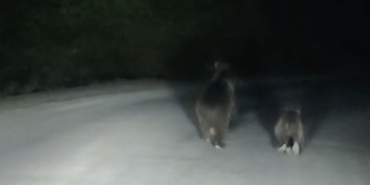 seyir-halindeki-aracin-onune-ayi-cikt-1