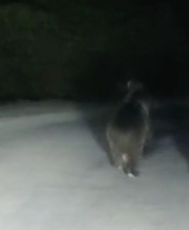 seyir-halindeki-aracin-onune-ayi-cikt-1