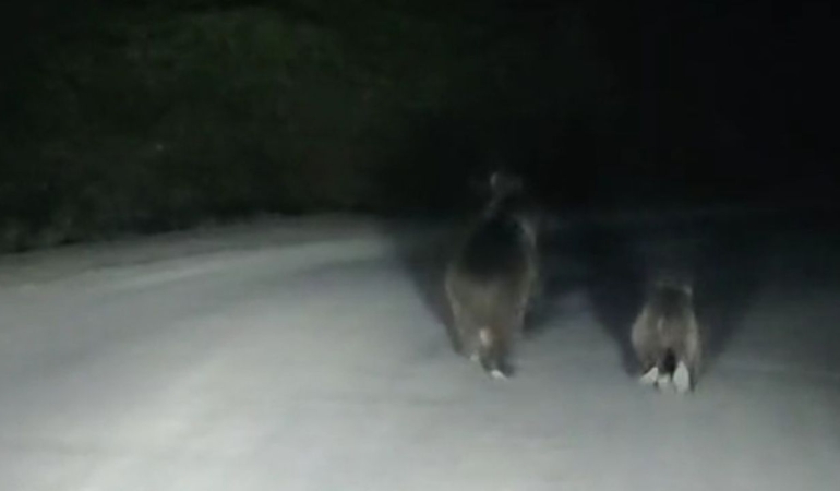 Seyir Halindeki Aracın Önüne Ayı Çıkt