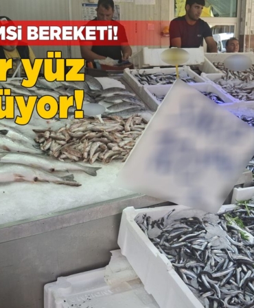 sinophamsibereketi