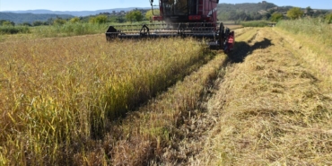 sinopta-17-bin-484-dekar-alanda-celtik-hasadi-basladi