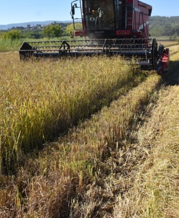 sinopta-17-bin-484-dekar-alanda-celtik-hasadi-basladi