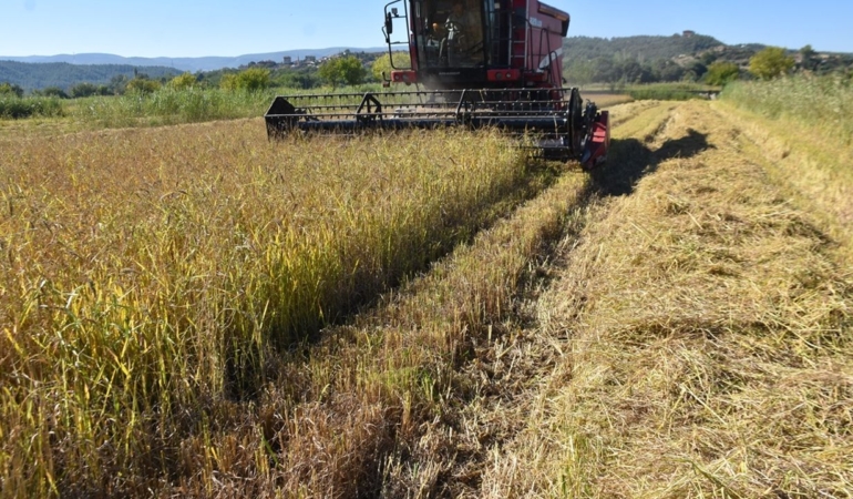Sinop’ta 17 bin 484 dekar alanda çeltik hasadı başladı