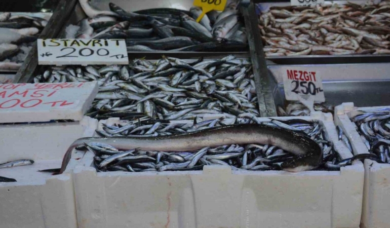 Sinop’ta ağa takılan balık görenleri şaşırttı