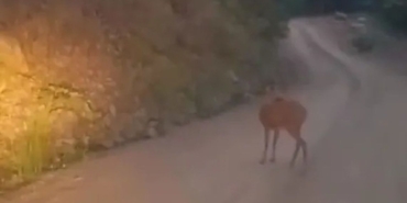 sinopta-yaban-hayati-kameraya-yansidi