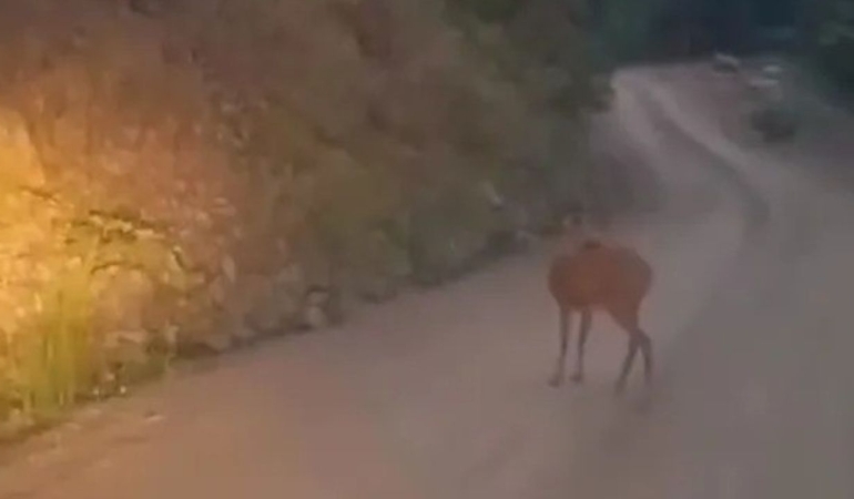 sinopta-yaban-hayati-kameraya-yansidi