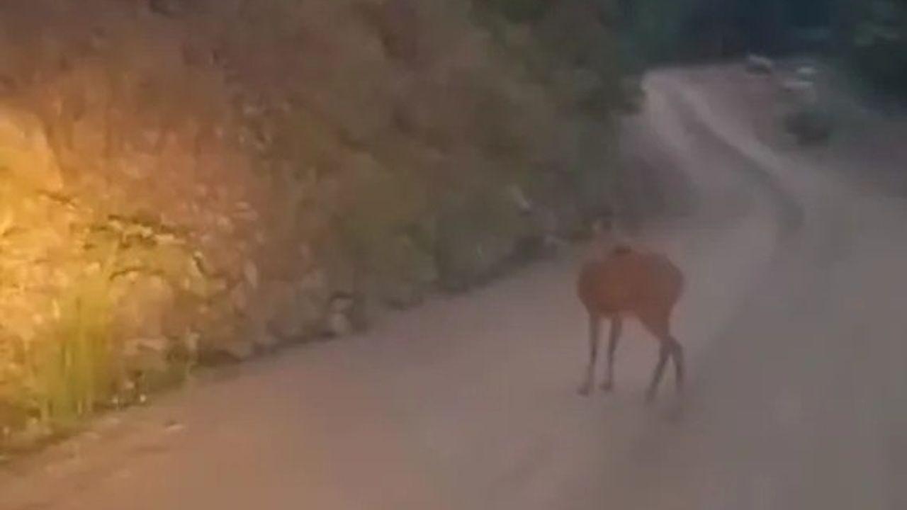 sinopta-yaban-hayati-kameraya-yansidi