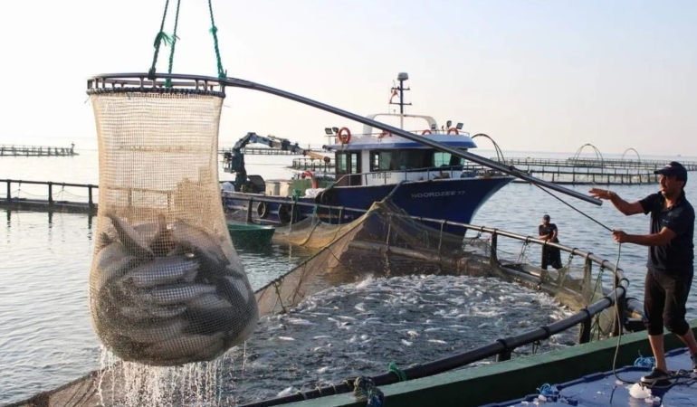 Sinop, Türk somonu üretiminde Türkiye lideri!