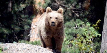 thumbs-b-c-5dfc9fa6392e5799345da8f925be056b