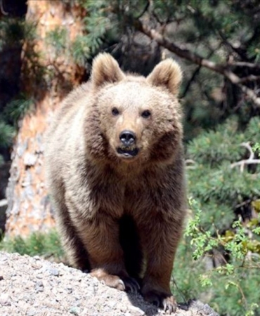 thumbs-b-c-5dfc9fa6392e5799345da8f925be056b