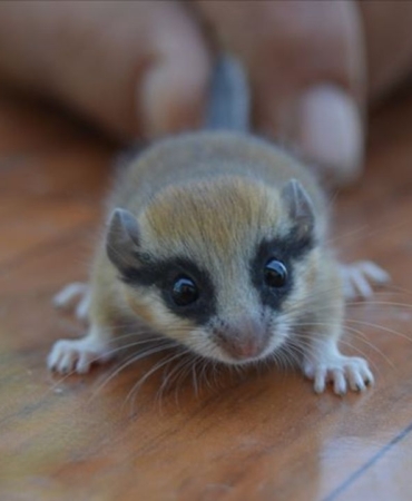 thumbs-b-c-b919dba6b4ba15e1e1d420cc0b8cba9d