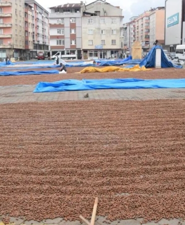 ureticilerin-findik-kurutma-mesaisi