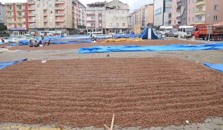 Üreticilerin fındık kurutma mesaisi