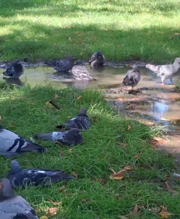 vlcsnap-2025-09-05-12h11m32s269