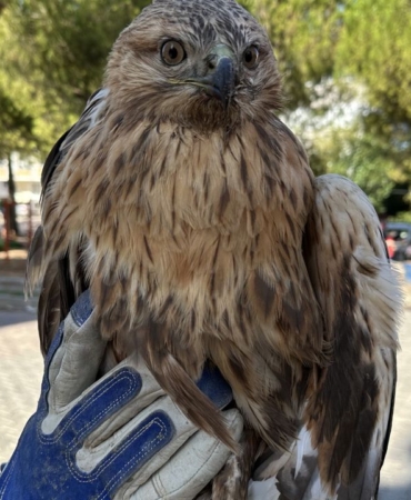yarali-bulunan-kizil-sahin-tedavi-altinda