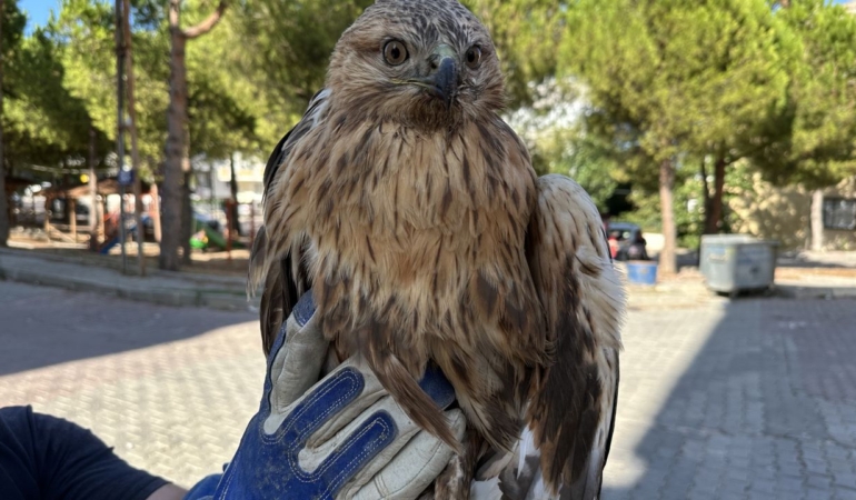 Yaralı bulunan kızıl şahin tedavi altında