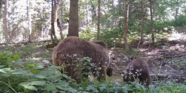 yavru-ayi-annesiyle-su-icerken-fotokapana-yakalandi