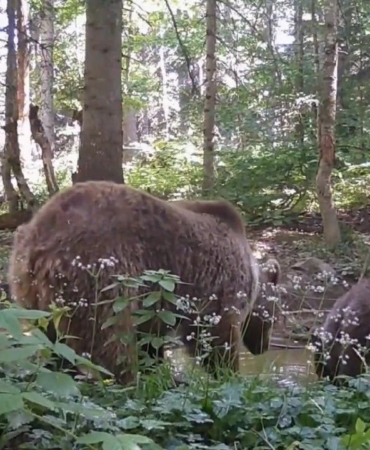 yavru-ayi-annesiyle-su-icerken-fotokapana-yakalandi
