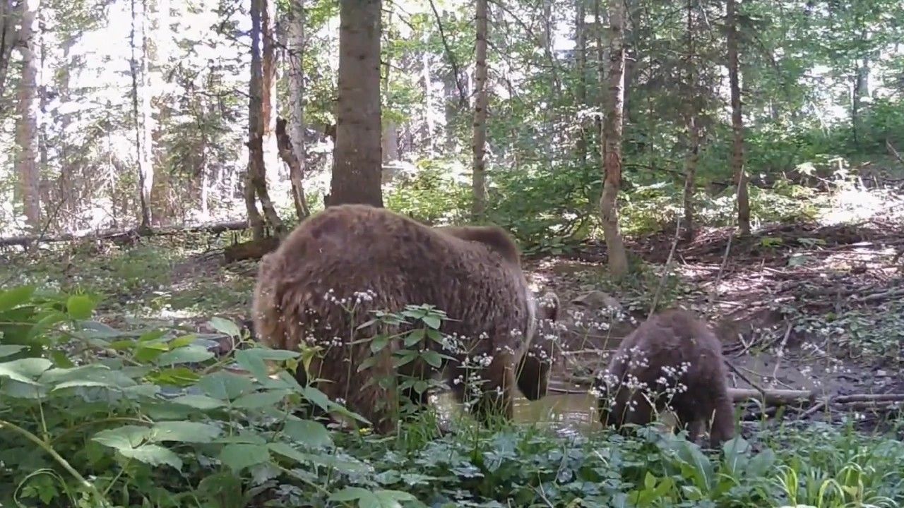 yavru-ayi-annesiyle-su-icerken-fotokapana-yakalandi