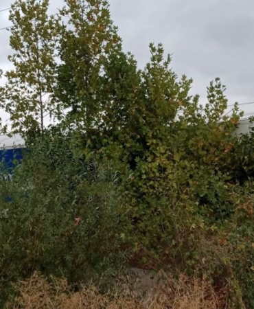 yoldan-cikan-tir-sarampole-girdi