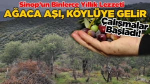 zeytin