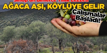 zeytin