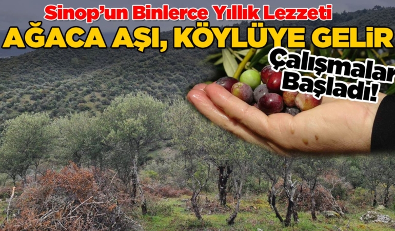 Sinop’ta Delice zeytinleri ekonomiye kazandırılıyor