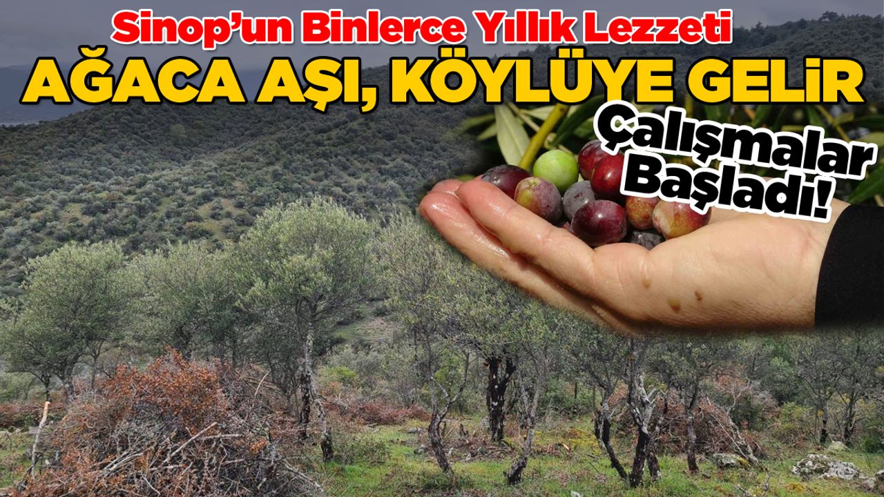 zeytin
