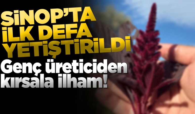 Yüksek proteinli bitki Sinop topraklarında!