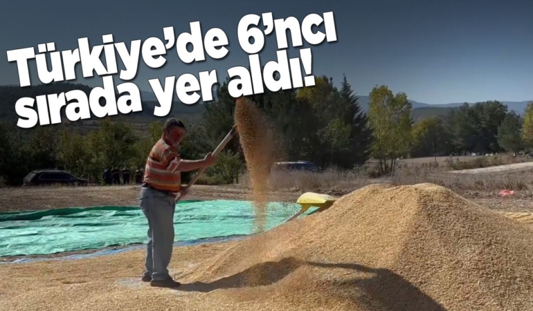 Sinop, çeltik üretiminde öne çıktı