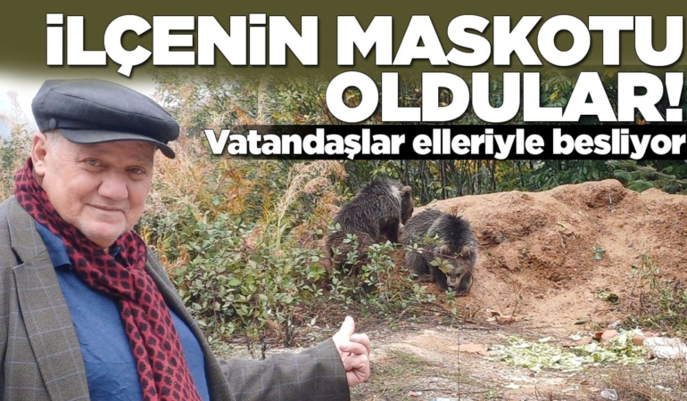Annelerini kaybeden yavru ayılara vatandaş sahip çıktı