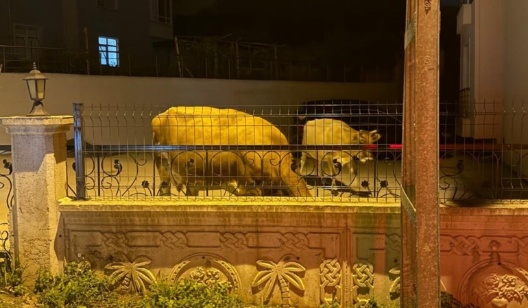 Sinop’ta başıboş inekler sokakları mesken tuttu!