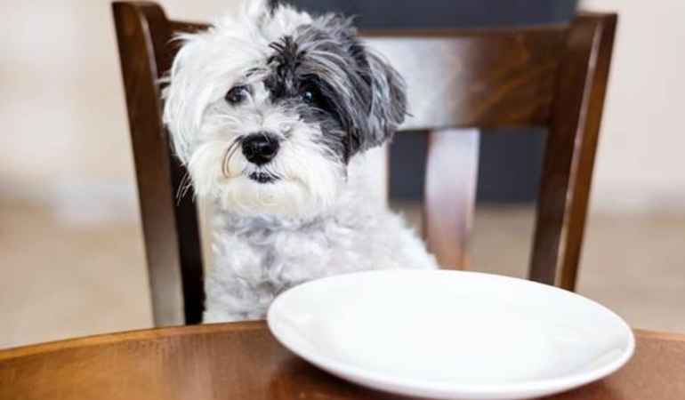 Yaşlı Köpekler İçin Köpek Konservelerinin Avantajları