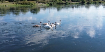 kizilirmak-deltasi-sonbahar-gocleriyle-kugulara-hazirlaniyor